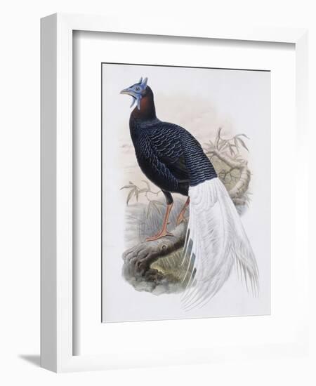 Bulwer's Pheasant-John Gould-Framed Giclee Print