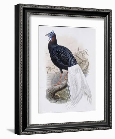 Bulwer's Pheasant-John Gould-Framed Giclee Print