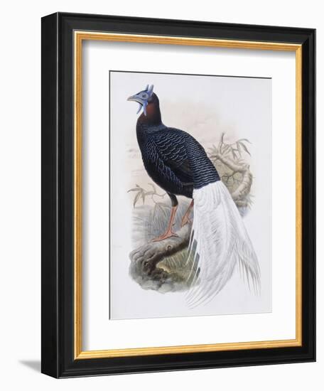 Bulwer's Pheasant-John Gould-Framed Giclee Print