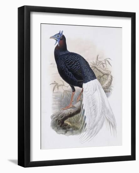 Bulwer's Pheasant-John Gould-Framed Giclee Print