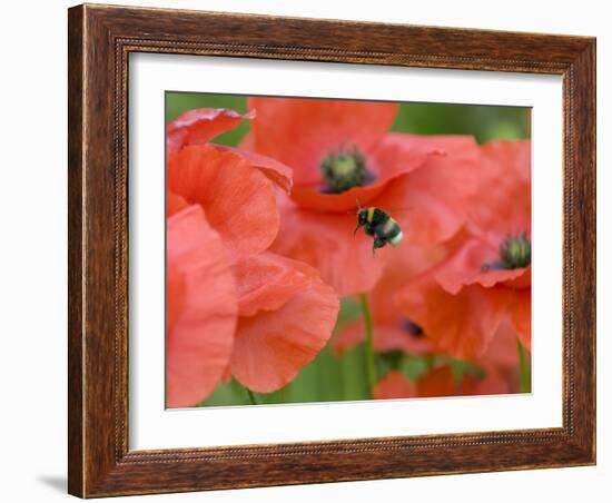 Bumble Bee Flying to Poppy Flower to Gather Pollen, Hertfordshire, England, UK-Andy Sands-Framed Photographic Print