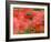 Bumble Bee Flying to Poppy Flower to Gather Pollen, Hertfordshire, England, UK-Andy Sands-Framed Photographic Print