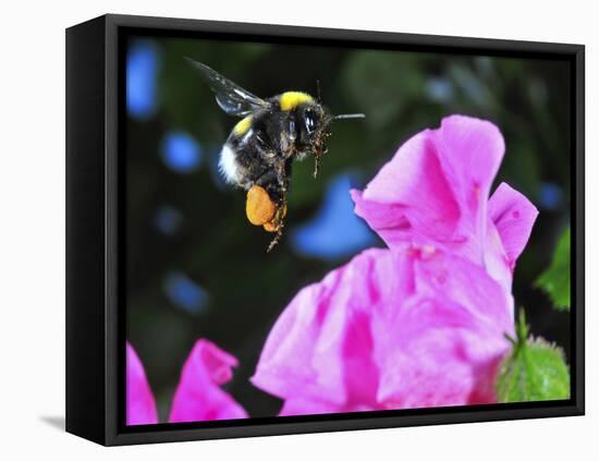 Bumble Bee in Flight, Hymenoptera, Switzerland-Andres Morya Hinojosa-Framed Premier Image Canvas