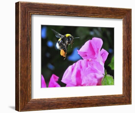 Bumble Bee in Flight, Hymenoptera, Switzerland-Andres Morya Hinojosa-Framed Photographic Print
