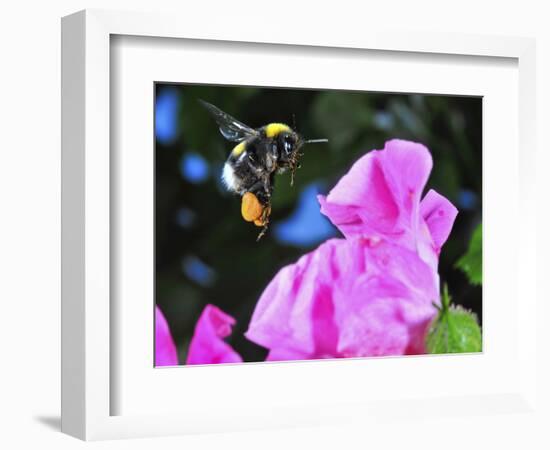 Bumble Bee in Flight, Hymenoptera, Switzerland-Andres Morya Hinojosa-Framed Photographic Print