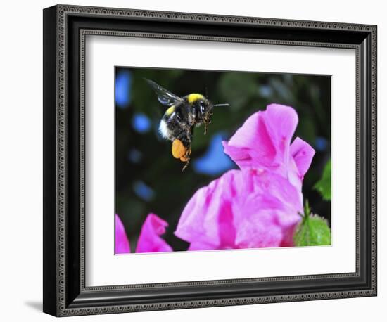 Bumble Bee in Flight, Hymenoptera, Switzerland-Andres Morya Hinojosa-Framed Photographic Print