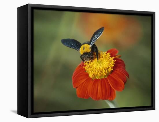 Bumble Bee on a Dahlia, England, United Kingdom, Europe-Jeremy Bright-Framed Premier Image Canvas