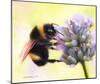 Bumble Bee on Flower 2-Sarah Stribbling-Mounted Giclee Print