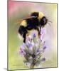 Bumble Bee on Flower-Sarah Stribbling-Mounted Giclee Print