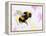 Bumble Bee Watercolor-Sarah Stribbling-Framed Stretched Canvas