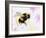 Bumble Bee Watercolor-Sarah Stribbling-Framed Art Print