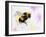 Bumble Bee Watercolor-Sarah Stribbling-Framed Art Print