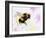 Bumble Bee Watercolor-Sarah Stribbling-Framed Art Print