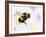 Bumble Bee-Sarah Stribbling-Framed Giclee Print