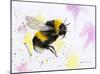 Bumble Bee-Sarah Stribbling-Mounted Giclee Print