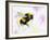 Bumble Bee-Sarah Stribbling-Framed Giclee Print