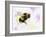 Bumble Bee-Sarah Stribbling-Framed Giclee Print