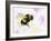 Bumble Bee-Sarah Stribbling-Framed Giclee Print