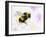 Bumble Bee-Sarah Stribbling-Framed Giclee Print