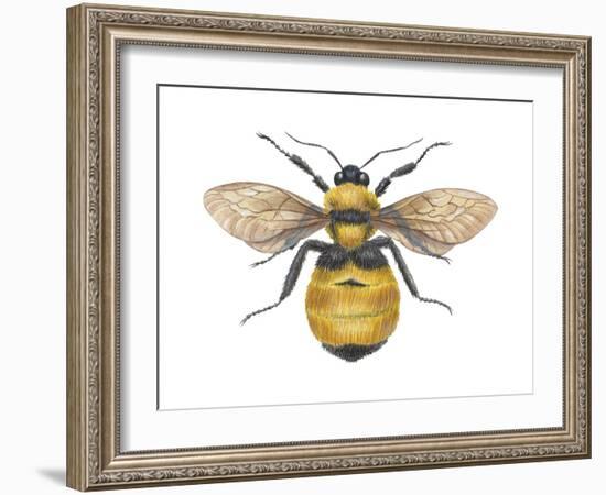 Bumblebee (Bombus Pennsylvanicus), Insects-Encyclopaedia Britannica-Framed Art Print