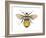 Bumblebee (Bombus Pennsylvanicus), Insects-Encyclopaedia Britannica-Framed Art Print