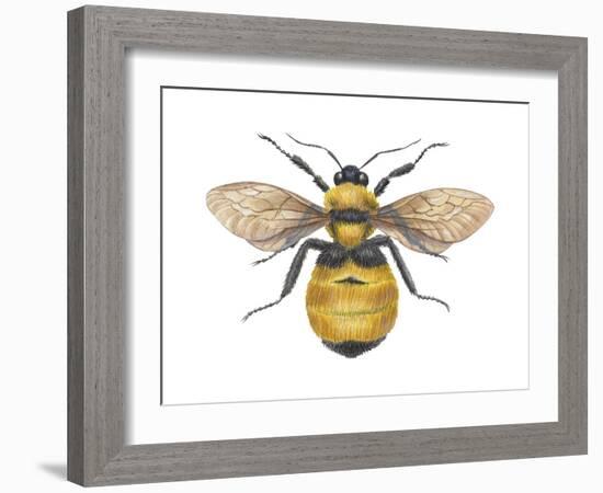 Bumblebee (Bombus Pennsylvanicus), Insects-Encyclopaedia Britannica-Framed Art Print