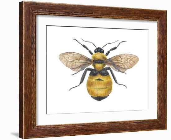 Bumblebee (Bombus Pennsylvanicus), Insects-Encyclopaedia Britannica-Framed Art Print