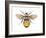 Bumblebee (Bombus Pennsylvanicus), Insects-Encyclopaedia Britannica-Framed Art Print