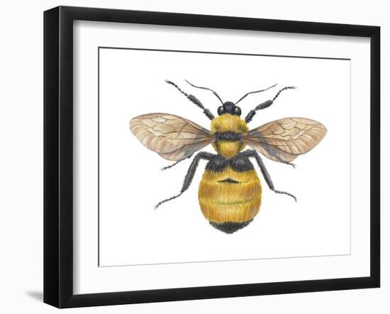 Bumblebee (Bombus Pennsylvanicus), Insects-Encyclopaedia Britannica-Framed Art Print