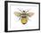 Bumblebee (Bombus Pennsylvanicus), Insects-Encyclopaedia Britannica-Framed Art Print