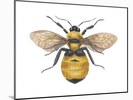 Bumblebee (Bombus Pennsylvanicus), Insects-Encyclopaedia Britannica-Mounted Art Print