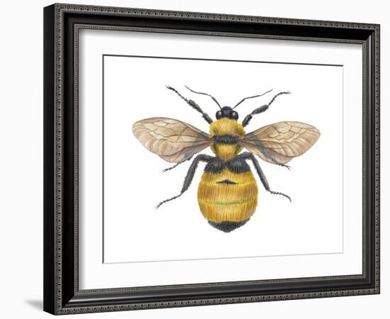 Bumblebee (Bombus Pennsylvanicus), Insects-Encyclopaedia Britannica-Framed Art Print