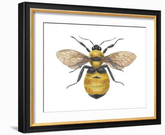 Bumblebee (Bombus Pennsylvanicus), Insects-Encyclopaedia Britannica-Framed Art Print