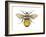 Bumblebee (Bombus Pennsylvanicus), Insects-Encyclopaedia Britannica-Framed Art Print