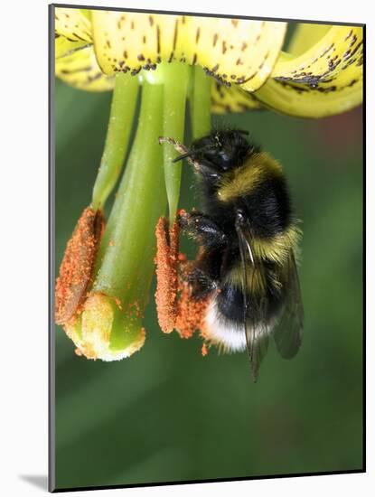 Bumblebee Collecting Pollen-Dr. Jeremy Burgess-Mounted Photographic Print