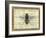 Bumblebee Harmony II-Vision Studio-Framed Art Print