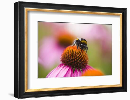 Bumblebee on Echinacea Blossom-Brigitte Protzel-Framed Photographic Print