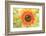 Bumblebee on Sunflower, Community Garden Project, Washington-Stuart Westmorland-Framed Photographic Print