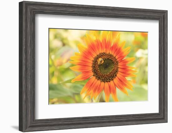 Bumblebee on Sunflower, Community Garden Project, Washington-Stuart Westmorland-Framed Photographic Print