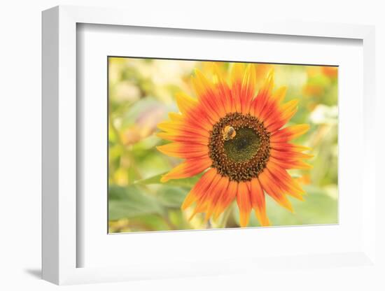 Bumblebee on Sunflower, Community Garden Project, Washington-Stuart Westmorland-Framed Photographic Print