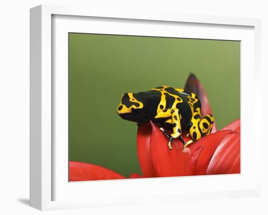 Bumblebee Poison Frog, Aka Yellow-Banded Poison Dart Frog-Adam Jones-Framed Photographic Print