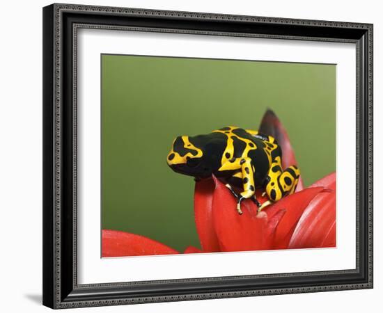 Bumblebee Poison Frog, Aka Yellow-Banded Poison Dart Frog-Adam Jones-Framed Photographic Print