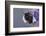 Bumblebees and bees at the work,-Nadja Jacke-Framed Photographic Print