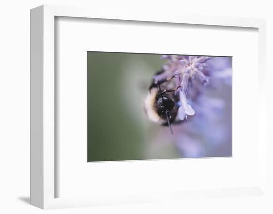 Bumblebees and bees at the work,-Nadja Jacke-Framed Photographic Print