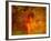 Bump in the Night-Katherine Sanderson-Framed Photographic Print