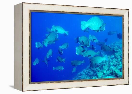 Bumphead Parrotfish (Bolbometopon Muricatum) Schooling. Quensland, Australia, Pacific-Louise Murray-Framed Premier Image Canvas