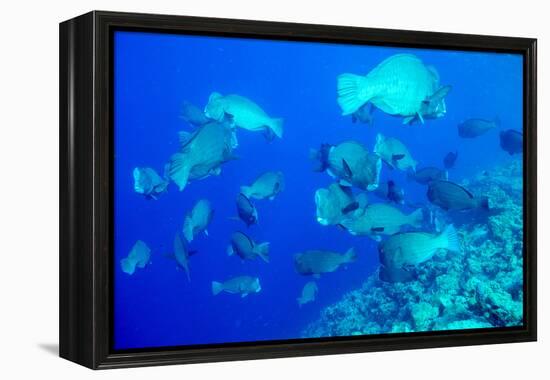 Bumphead Parrotfish (Bolbometopon Muricatum) Schooling. Quensland, Australia, Pacific-Louise Murray-Framed Premier Image Canvas