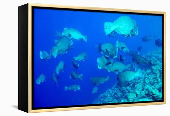 Bumphead Parrotfish (Bolbometopon Muricatum) Schooling. Quensland, Australia, Pacific-Louise Murray-Framed Premier Image Canvas