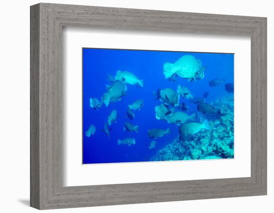 Bumphead Parrotfish (Bolbometopon Muricatum) Schooling. Quensland, Australia, Pacific-Louise Murray-Framed Photographic Print