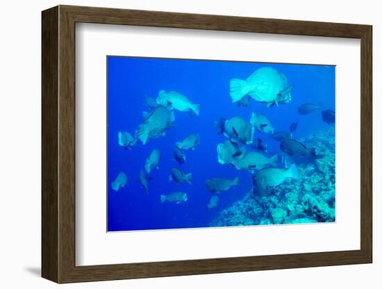 Bumphead Parrotfish (Bolbometopon Muricatum) Schooling. Quensland, Australia, Pacific-Louise Murray-Framed Photographic Print